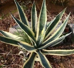 Natural Plants