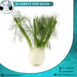 New Crop Fresh Fennel