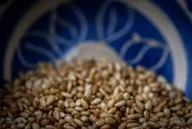 New crop of the month Hulled Sesame seed