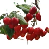 New product unique High quality cherries fruit supplier