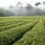 Import Organic Sencha Green Tea OEM from China
