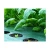Import PP PE ground cover weedmat anti grass weed control cloth bloker mulch film landscape fabric barrier mat from China