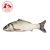 Import Realistic lifelike Plush Cat Fish toyPet Cat ChewToy ,Natural Cat Fishing Toy,  Interactive  Pet Cat Toy Fish from China