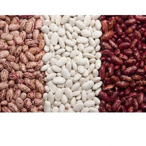 Red and white kidney beans