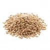 Russian barley grain, suitable for farming fodder