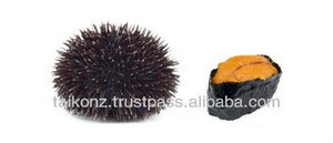 Sea Urchin (Evechinus chloroticus)
