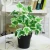 Import Stylish Wholesale Artificial Plant Plastic Plant Indoor Decoration Pot For Fake  Plants Plastic from China