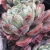 Import succulents supplier live plants echeveria cactus and succulent nursery from China