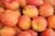 Import SUPER ADORABLE Fresh apricot, Organic Fresh apricot, Fresh Apricot fruit from South Africa from Austria