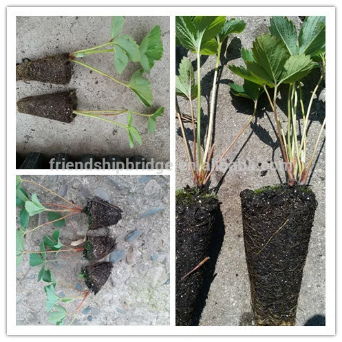 Best Varieties of High Quality Strawberry Seedlings For Planting