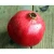 Import Top Selling Egyptian Fresh Pomegranate Cheap Price from Egypt
