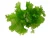 Import Ulva Lactuca Seaweed /Sea lettuce dried flakes  100% Organic With High Quality from VietNam from China