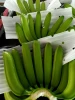 Vietnam Origin Banana Good Rates Big Quantity 84 911 735 511