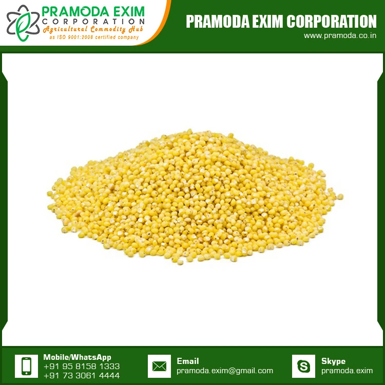 White Millet Seed Supplier India