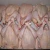 Import Whole frozen chicken calibrated, HALAL packed in carton-  frozen chicken distributor from Ukraine