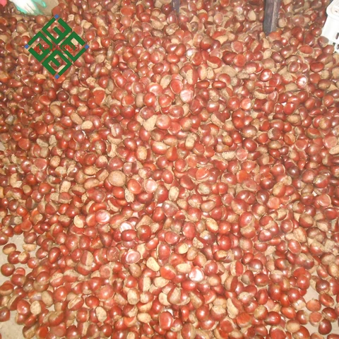 wholesale all sizes of fresh sweet chestnut