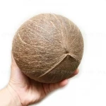 Wholesale Dried Empty Coconut Shell Arts And Crafts Supplies
