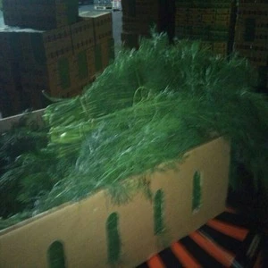 Wholesale Fresh green parsley