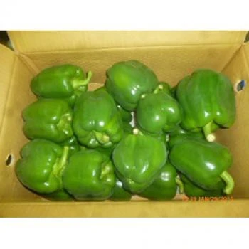 YOUNG FRESH VIETNAM HIGH QUALITY VEGETABLE BELL PEPPER/CAPSICUM