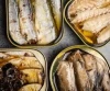 canned  mackerel