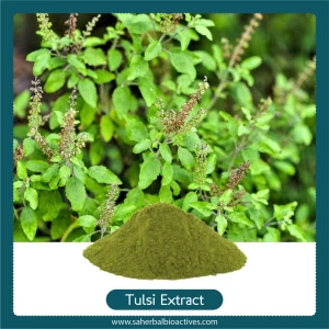 Holy Basil extract