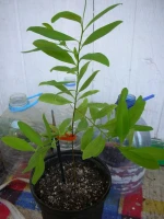 Medium Plus Coca Plant