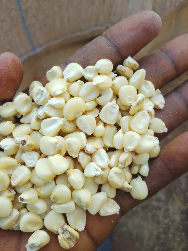 Buy High Quality Maize White from MOSLINK AGRO FOODS, Canada ...