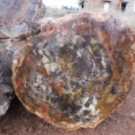 petrified wood