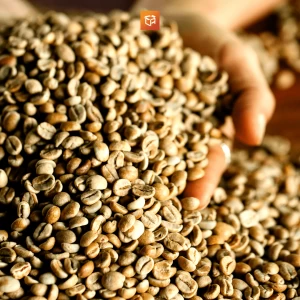 Arabika Gayo Green Bean Coffee Central Aceh, Sumatera Origin