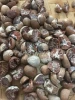 Betel Nut in best prices