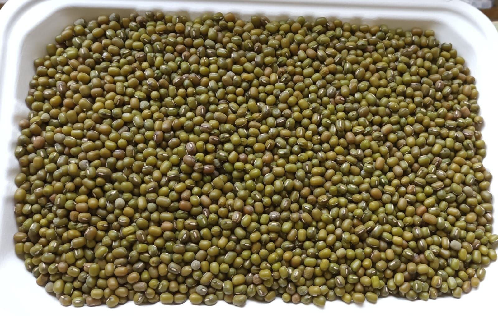 Buy Green Mung Beans from Natural Superfoods, Peru