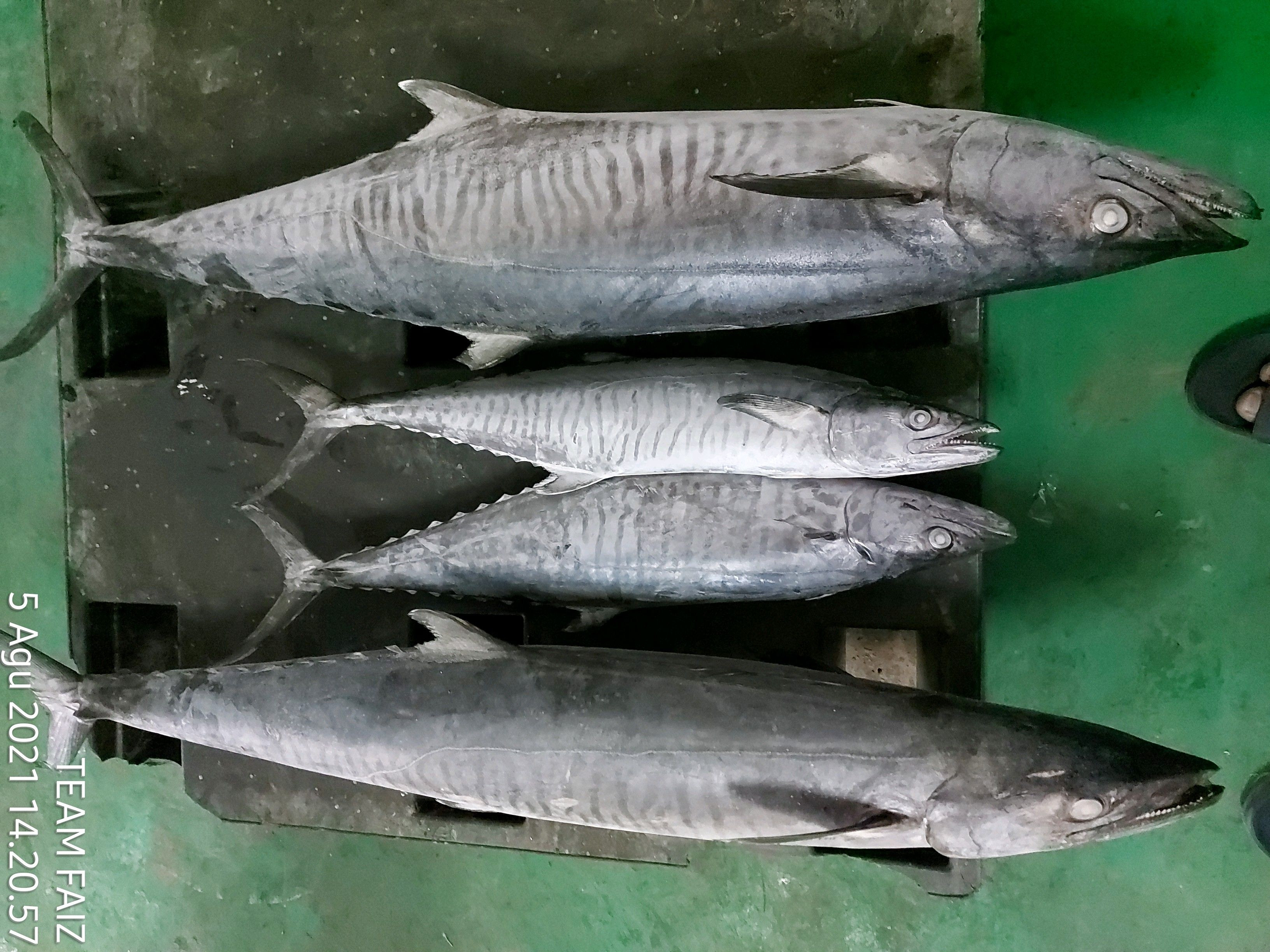Buy Ribbon Fish And Kingfish from CV. ZALENDO SEAFOOD, Indonesia
