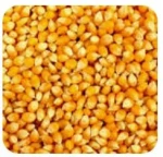 Yellow Corn (Feed Grade, Grade A)