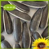 inner Mongolia type 361 raw sunflower seeds black with white striped