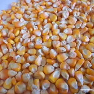 Non GMO Yellow Maize and White corn