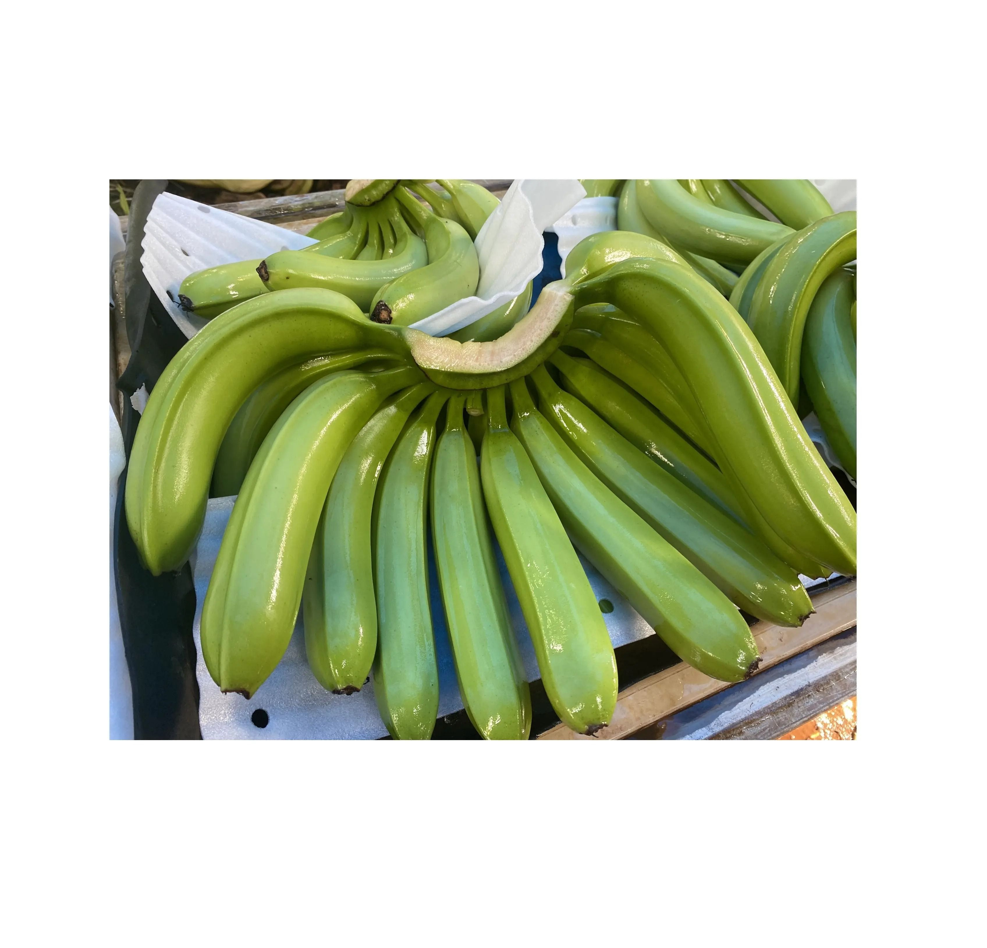 Buy Bulk Fresh Bananas For Retail Markets from Afrivet Trading Services ...