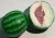 Import Chewing Gum ball and fruit forms from Brazil