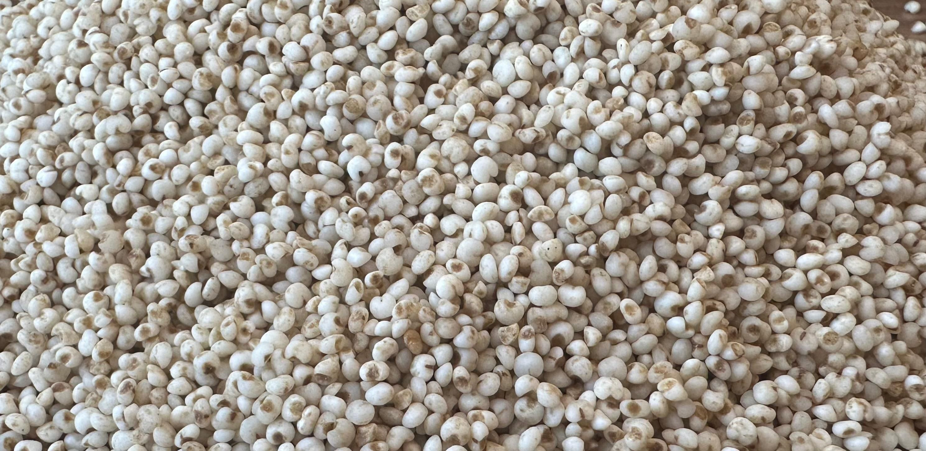 Cod Millet Buy Kodo Millet from MADRAS MILLET MILLS, India | Tradewheel.com