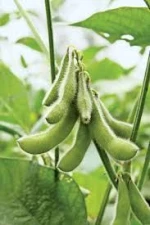Premium soybean meal for poultry & cattle feed export quality Rwanda supplier