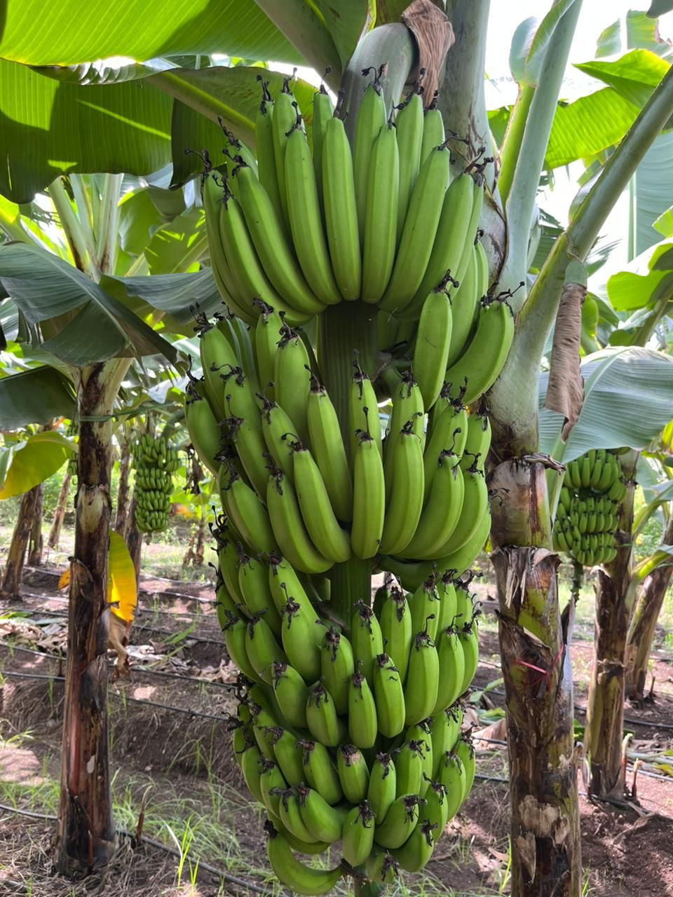 Buy G9 Banana from Aarven International Traders, India | Tradewheel.com