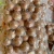 Import Premium Macadamia Nuts Wholesale Bulk Natural Raw Macadamia Nuts Fresh Packed For Direct Supply And Bulk Buyers from Tanzania