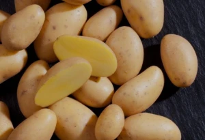 Fresh Export Quality Potatoes from Bangladesh | Wholesale Supplier & Exporter