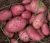 Import Fresh Export Quality Potatoes from Bangladesh | Wholesale Supplier & Exporter from Bangladesh