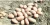 Import Fresh Export Quality Potatoes from Bangladesh | Wholesale Supplier & Exporter from Bangladesh
