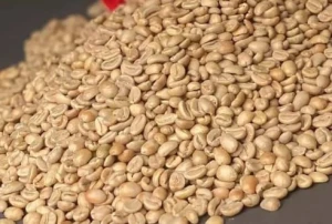 Arabica green coffee bean (Gayo-Specialty grade)