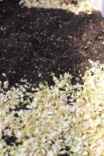 LBTEAS Pomelo Flower Green Tea