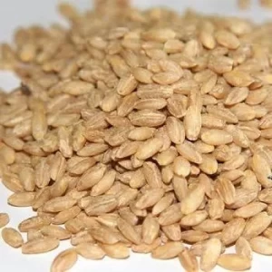 Barley Seed