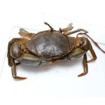 Fresh Red King Crab Fresh/Frozen/Live Red King Crabs, Soft Shell Crabs, Blue Swimming Crabs