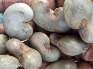 Raw cashew nuts in shell