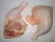 Import Halal Chicken Quarter Leg from South Africa